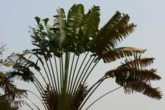 Ravenala madagascariensis
